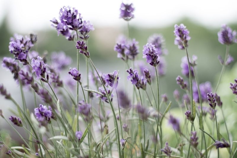 Lavender in a field